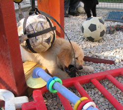 chiot de Sonate  6 semaines